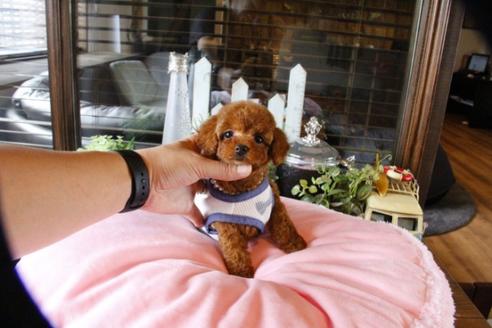 成約済の埼玉県のトイプードル-52125の4枚目