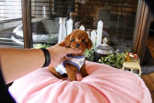 成約済の埼玉県のトイプードル-52125の5枚目