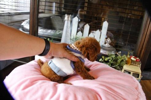 成約済の埼玉県のトイプードル-52125の1枚目