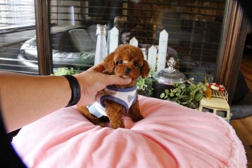 成約済の埼玉県のトイプードル-52125の2枚目