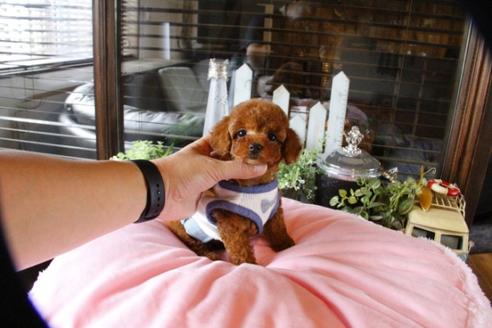 成約済の埼玉県のトイプードル-52125の3枚目