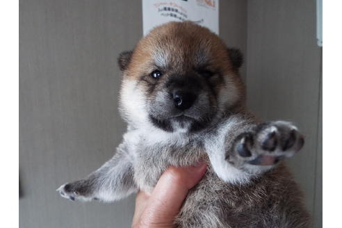 成約済の埼玉県の柴犬-52126の2枚目