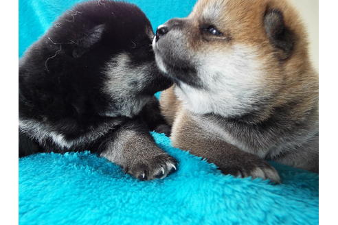 成約済の埼玉県の柴犬-52126の1枚目