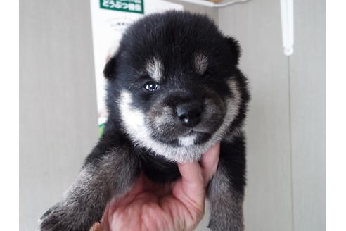 成約済の埼玉県の柴犬-52127の2枚目
