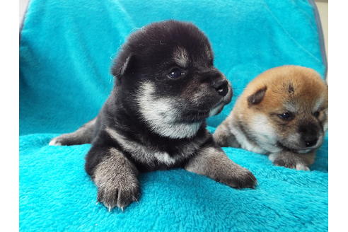 成約済の埼玉県の柴犬-52127の1枚目