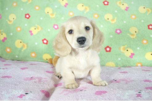 成約済の兵庫県のミニチュアダックスフンド(ロングヘアード)-50372の3枚目