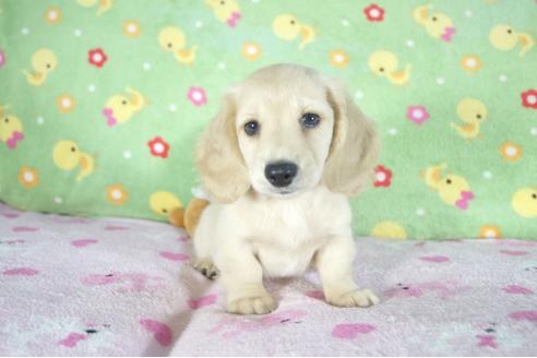 成約済の兵庫県のミニチュアダックスフンド(ロングヘアード)-50372の4枚目