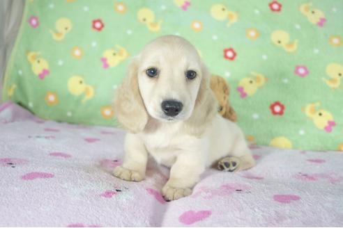 成約済の兵庫県のミニチュアダックスフンド(ロングヘアード)-50372の5枚目