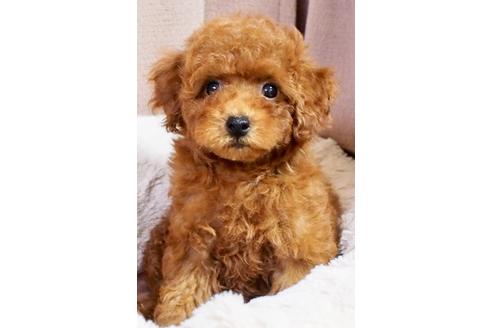成約済の東京都のトイプードル-49196の4枚目