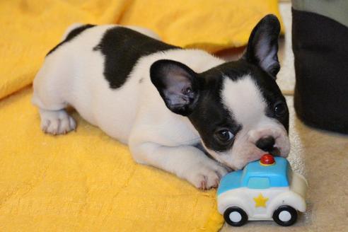 成約済の愛知県のフレンチブルドッグ-49575の10枚目