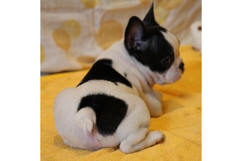 成約済の愛知県のフレンチブルドッグ-49575の9枚目