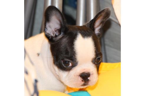 成約済の愛知県のフレンチブルドッグ-49575の8枚目