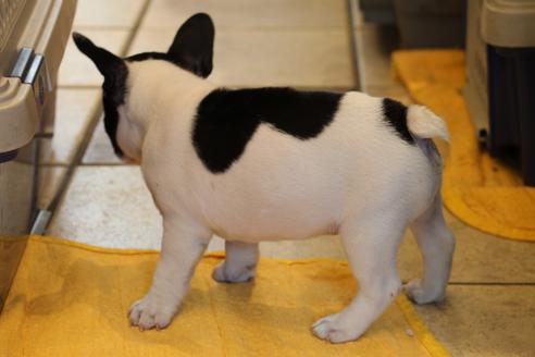成約済の愛知県のフレンチブルドッグ-49575の7枚目