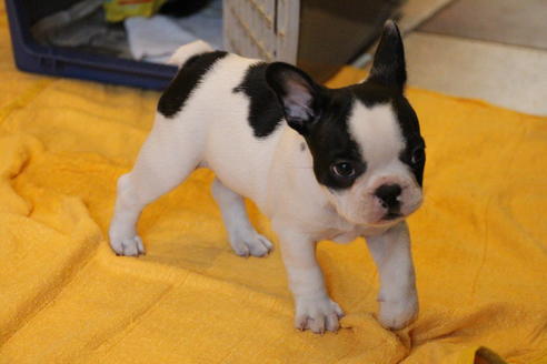 成約済の愛知県のフレンチブルドッグ-49575の6枚目