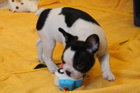 成約済の愛知県のフレンチブルドッグ-49575の5枚目