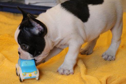 成約済の愛知県のフレンチブルドッグ-49575の4枚目