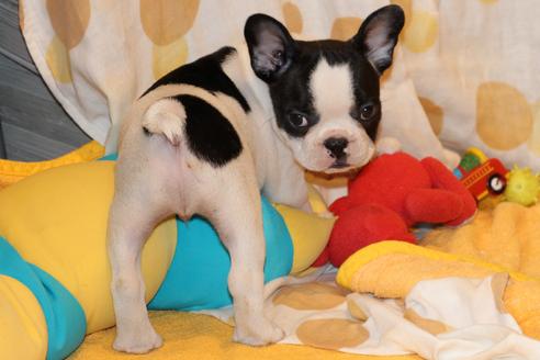 成約済の愛知県のフレンチブルドッグ-49575の3枚目