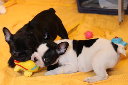 成約済の愛知県のフレンチブルドッグ-49575の2枚目