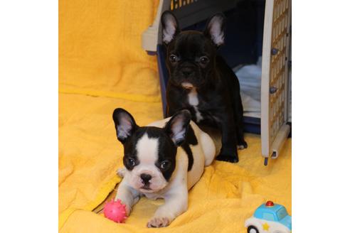 成約済の愛知県のフレンチブルドッグ-49575の1枚目