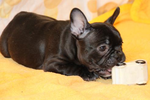 成約済の愛知県のフレンチブルドッグ-49576の10枚目