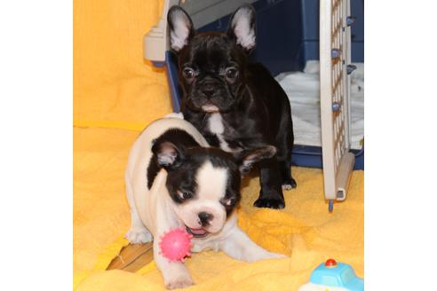 成約済の愛知県のフレンチブルドッグ-49576の9枚目
