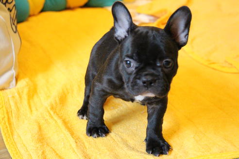 成約済の愛知県のフレンチブルドッグ-49576の8枚目