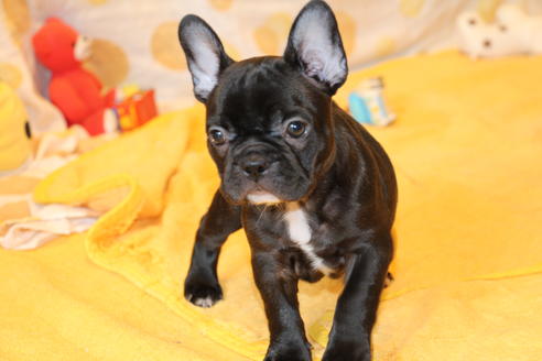 成約済の愛知県のフレンチブルドッグ-49576の7枚目