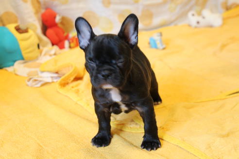 成約済の愛知県のフレンチブルドッグ-49576の6枚目