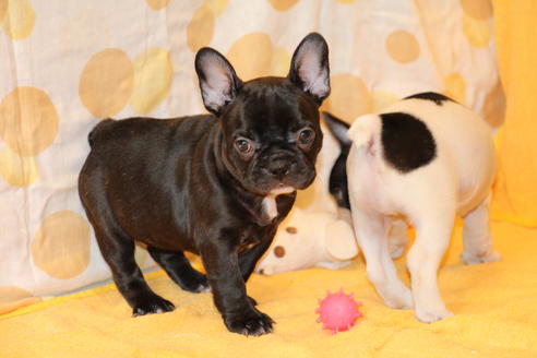 成約済の愛知県のフレンチブルドッグ-49576の5枚目