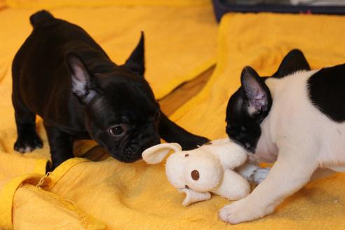 成約済の愛知県のフレンチブルドッグ-49576の4枚目