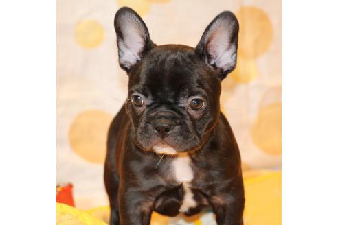 成約済の愛知県のフレンチブルドッグ-49576の3枚目