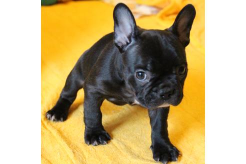 成約済の愛知県のフレンチブルドッグ-49576の2枚目