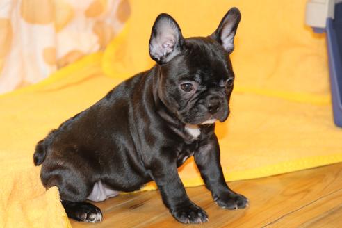 成約済の愛知県のフレンチブルドッグ-49576の1枚目
