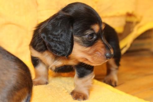 成約済の愛知県のカニンヘンダックスフンド(ロングヘアード)-50516の10枚目