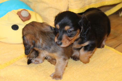 成約済の愛知県のカニンヘンダックスフンド(ロングヘアード)-50516の9枚目