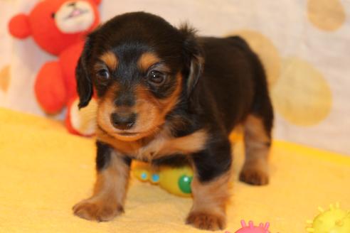 成約済の愛知県のカニンヘンダックスフンド(ロングヘアード)-50516の8枚目