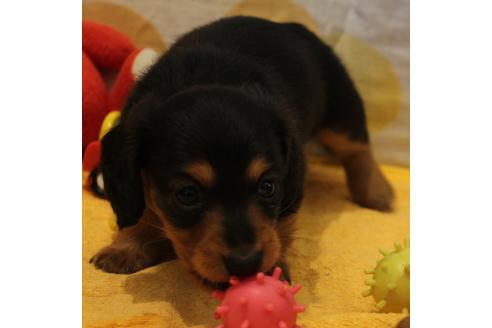 成約済の愛知県のカニンヘンダックスフンド(ロングヘアード)-50516の7枚目