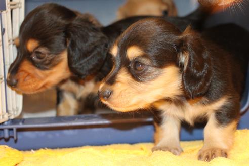 成約済の愛知県のカニンヘンダックスフンド(ロングヘアード)-50516の6枚目