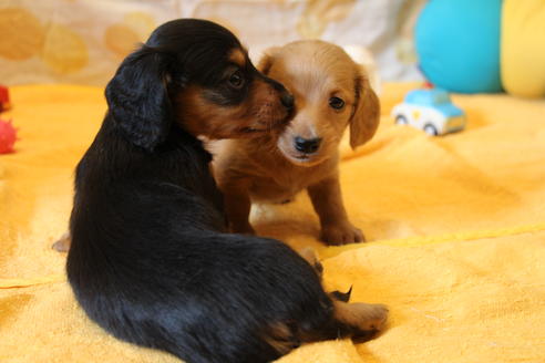 成約済の愛知県のカニンヘンダックスフンド(ロングヘアード)-50516の5枚目