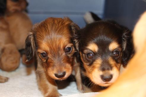 成約済の愛知県のカニンヘンダックスフンド(ロングヘアード)-50517の8枚目