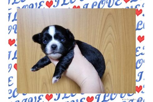 成約済の長崎県のチワワ(ロングコート)-52090の3枚目