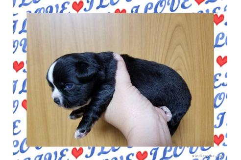 成約済の長崎県のチワワ(ロングコート)-52090の1枚目