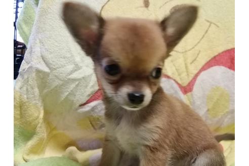 成約済の神奈川県のチワワ(ロングコート)-52147の3枚目