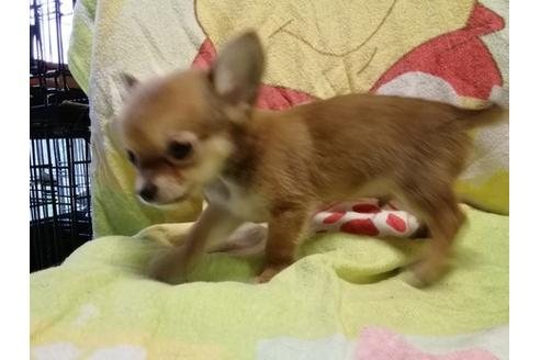 成約済の神奈川県のチワワ(ロングコート)-52147の2枚目
