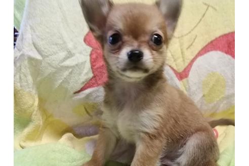 成約済の神奈川県のチワワ(ロングコート)-52147の1枚目