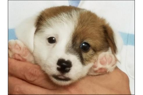 成約済の広島県のジャックラッセルテリア-52195の2枚目