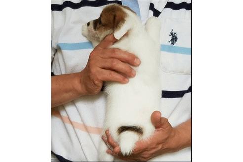 成約済の広島県のジャックラッセルテリア-52195の1枚目