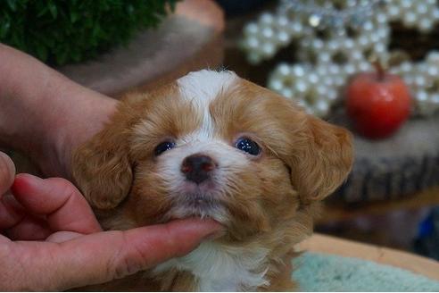 成約済の京都府のマルプー:マルチーズ×トイプードル-51749の3枚目