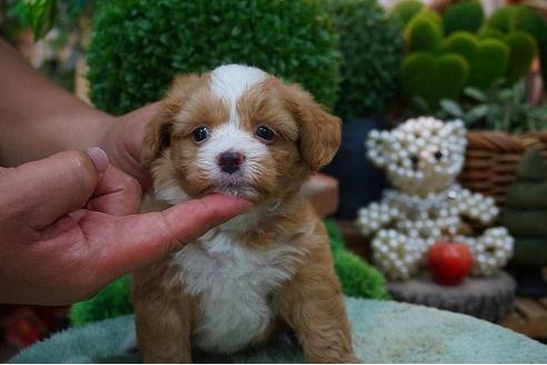 成約済の京都府のマルプー:マルチーズ×トイプードル-51749の2枚目