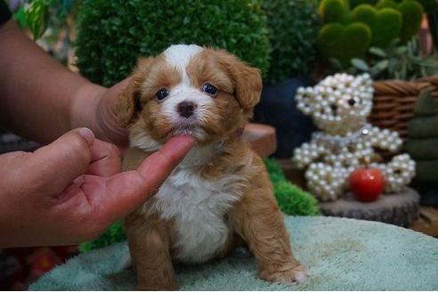 成約済の京都府のマルプー:マルチーズ×トイプードル-51749の1枚目